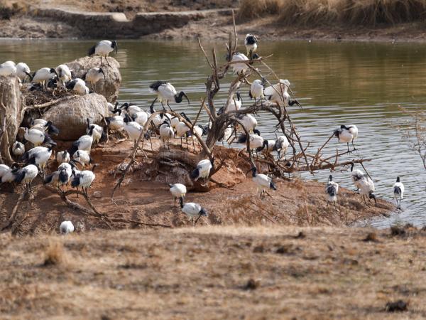 <h3><a href="/trips/safari/biota/animalia/chordata/aves/015 pelecaniformes/001 threskiornithidae/threskiornis aethiopicus/threskiornis aethiopicus-nl.html">Threskiornis&nbsp;aethiopicus</a> / African&nbsp;sacred&nbsp;ibis / Heilige&nbsp;ibis</h3>OM-1 met M.40-150mm F2.8 + MC-14, 1/1000 sec  bij F4.0, ISO 160, afstand 136&nbsp;m